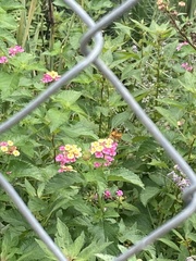 Lantana × strigocamara