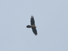Gypaetus barbatus