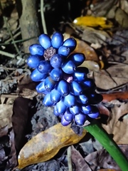 Amorphophallus henryi
