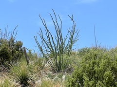 Fouquieria splendens