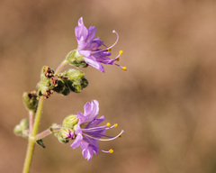 Mirabilis nyctaginea
