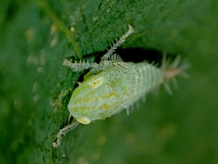 Fieberiella