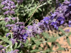 Anthophora californica