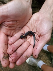 Plethodon montanus