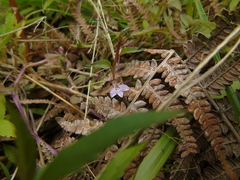 Lobelia heyneana