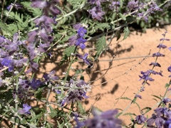 Anthophora californica