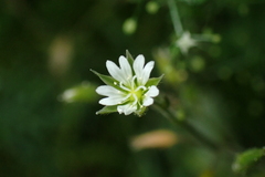 Cerastium fontanum