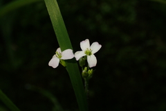 Arabidopsis