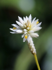 Pfaffia denudata