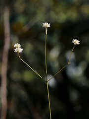 Pfaffia denudata