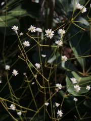 Pfaffia denudata