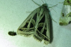 Callistege diagonalis
