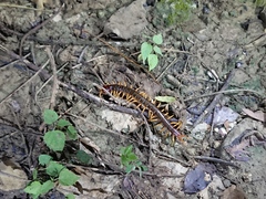 Scolopendra mutilans