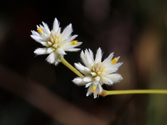 Pfaffia denudata