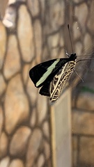 Colobura dirce