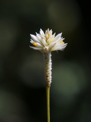 Pfaffia denudata