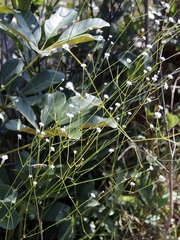 Pfaffia denudata