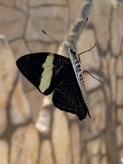 Colobura dirce
