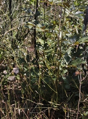 Pfaffia denudata