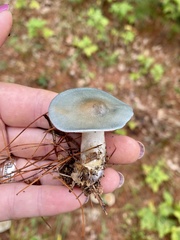 Clitocybe odora