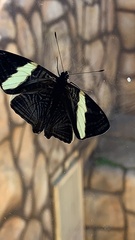 Colobura dirce