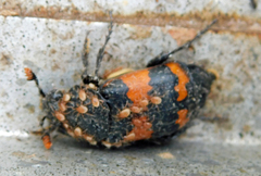 Nicrophorus