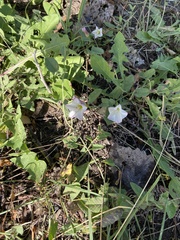 Convolvulus arvensis