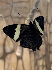 Colobura dirce
