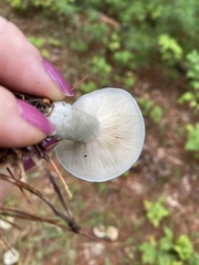 Clitocybe odora