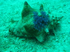 Clavelina puertosecensis