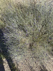 Psorothamnus scoparius