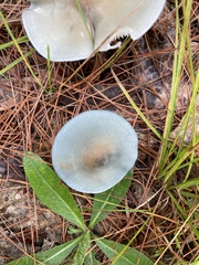 Clitocybe odora
