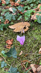 Cyclamen hederifolium