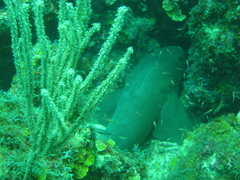 Ginglymostoma cirratum