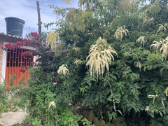 Melicoccus bijugatus