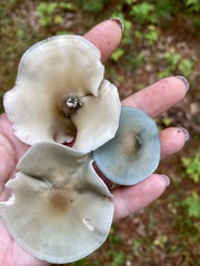 Clitocybe odora