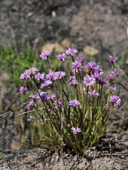 Chrysolaena desertorum