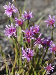 Chrysolaena desertorum