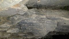 Leiobunum limbatum