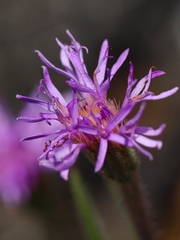 Chrysolaena desertorum