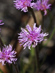 Chrysolaena desertorum