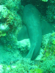 Ginglymostoma cirratum