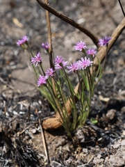 Chrysolaena desertorum