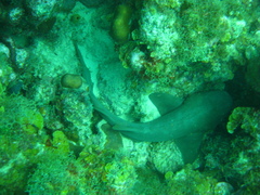 Ginglymostoma cirratum