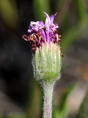 Chrysolaena desertorum
