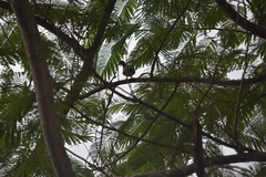 Streptopelia chinensis tigrina