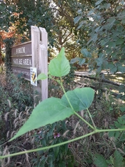 Ampelopsis cordata