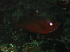 Heteropriacanthus cruentatus