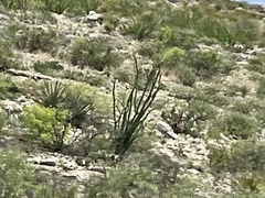 Fouquieria splendens