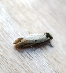 Tinea apicimaculella